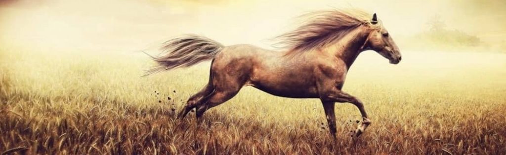 Spirit Horse - from Antiquity to the Present Day